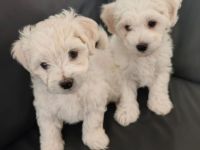 Herzensbrecher suchen ein liebevolles Zuhause: 2 Bichon Frise Welpen (Rüden) zu Verkaufen