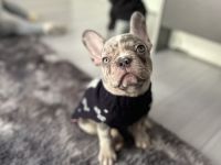 Französische bulldogge welpe