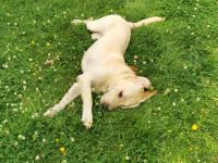 Reinrassige Labrador such ein neues Zuhause