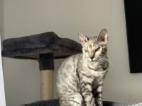 Zuckersüße Cornish Rex Katze zu verkaufen!