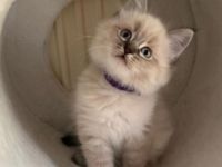 Main coon / Neva Masquarade