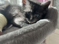 Britisch Kurzhaar mix