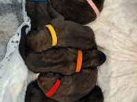 Leonberger szczenięta