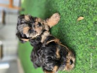 Yorkshire Terrier Welpen