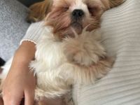 Deckrüde Shih Tzu