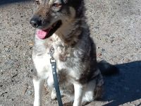 Figa sehr lieb und ausgeglichen