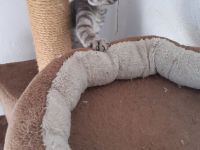 DRINGEND EKH Katzenbabys Kitten abzugeben