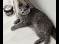 4 Katzen suchen dringend ein neues Zuhause