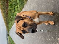 Erfahrenes Zuhause für Presa Canario Hündin gesucht