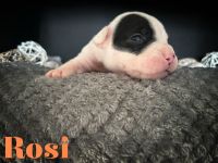 Old English Bulldog Welpen oeb