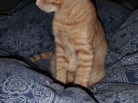 Katzen Baby's ca 15 Wochen alt