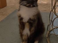 Europäische Mix Langhaar Katze