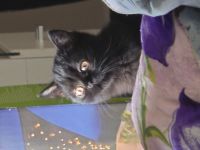 Jungkatzen abzugeben