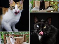 Jenga und Kalle suchen zusammen ein neues Zuhause