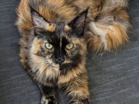 Maine Coons von den Seilerdorf-Löwen