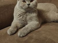 Dekker britisch kurzhaar Lilac!