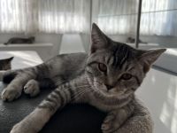 BKH Kitten abzugeben 😍