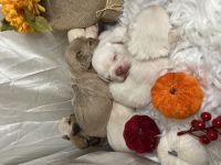 Französische Bulldoggen Welpen