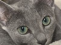 Kitten mit Stammbaum - Russisch Blau aus Sachsen