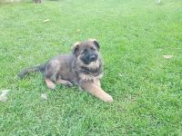 6 Deutsche Schäferhund Welpen, DDR-Linie mit geradem Rücken