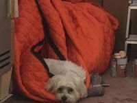 Ladies aufgepasst ! Erfahrener Womanizer möchte Nachwuchs