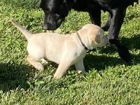 Bildschöne Labradorwelpen mit Papieren bereit.