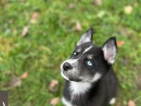 ✨5 wunder schöne Husky malamute Welpen✨