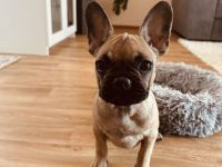 Französische Bulldogge 14 Wochen jung mit EU-Pass