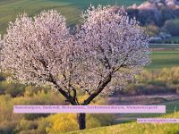 Energiearbeit für Tiere und Menschen