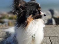 Wunderschöner tricolor Papillon Deckrüde (kein Verkauf)