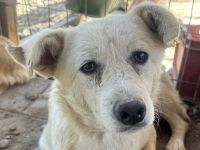 VANESSA  ca. 2-jährige, hübsche Hündin, ca. 48 cm, wer hat ein Körbchen frei?