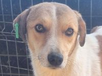 EMILIA  aktuell zu dünn, ca, 1-jährige, hübsche Hündin, wird bestimmt eine tolle Begleiterin