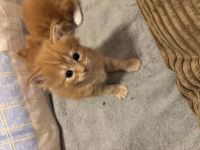 Maine Coon Kitten Red Tabby
