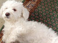 Westiepoo 8 Monate alt