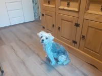 Malteser spitz-dackel  Welpen