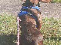 Ich biete Romeo als Deckrüden an