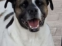 Mona sucht ein Zuhause