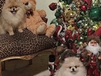 Reinrassige Pomeranian Zwergspitz