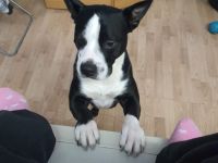 Rüde pocojo 4 jahre