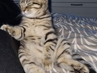 Wunderschönes BKH-Mix Geschwisterpaar