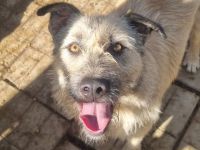 SUMMER  ca. 2-jährige, große, cremefarbene Hündin, eine echte Schönheit möchte die Welt entdecken