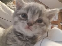 Britisch kurzhaar kitten