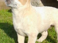 Australian Cattle Dog Welpen red