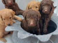 Labradoodle Welpen Wurfankündigung