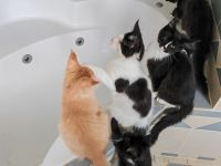 Reinrassige Maine Coon Kitten abzugeben