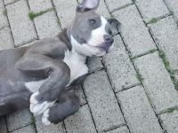 Boxer Mix sucht ein liebevolles Zuhause