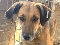 NILA  ca. 2-jährige, große, bildschöne Hündin, braucht etwas Zeit zum Eingewöhnen