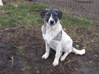 Darf Daisy Mae bei dir ein neues Leben beginnen?