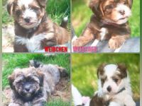 Hava Shorkie Terrier Welpen (Havaneser x Shorkie Terrier)