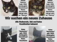 Katzen & Kitten suchen neues zu Hause